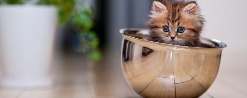 猫拉稀怎么回事