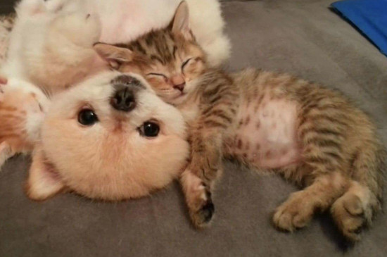 如何让猫喜欢和自己一起睡觉