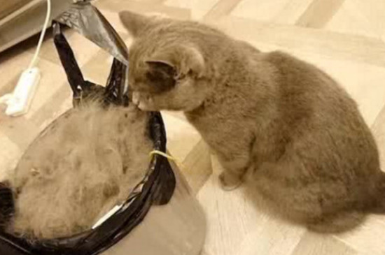 猫一直掉毛很严重什么原因