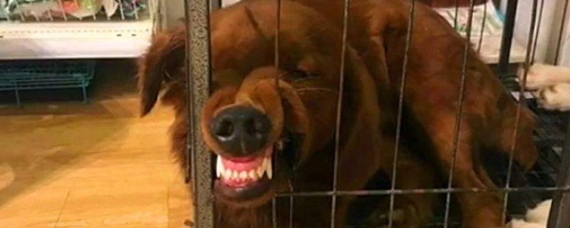 狗狗对主人呲牙说明什么
