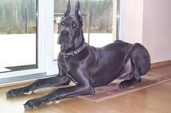 大丹犬怎么喂养