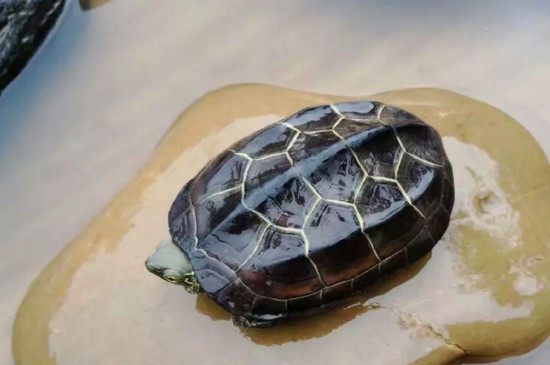 乌龟不下水 一直在晒台上睡觉怎么回事