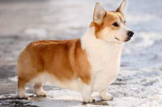 中华田园犬吃什么
