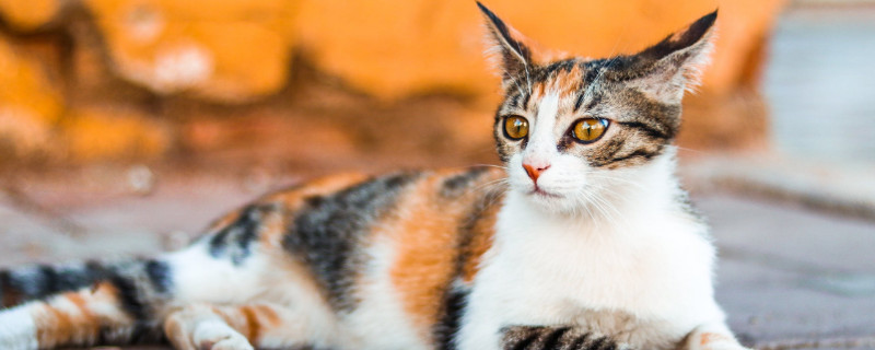 母猫换窝是不信任主人吗
