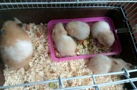 金丝熊能吃葡萄吗