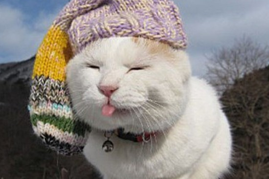 猫咪热的时候吐舌头呼吸急促怎么办