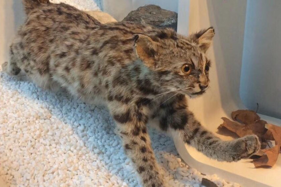 豹猫掉毛吗