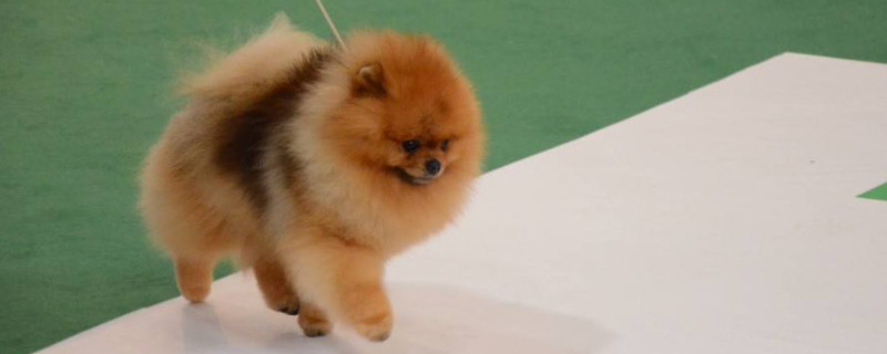 博美犬能吃石榴吗