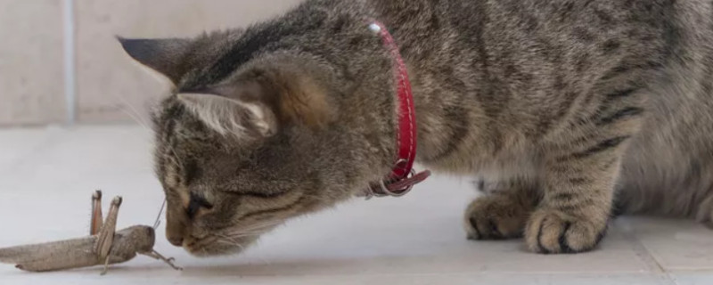 猫吃虫子要不要紧