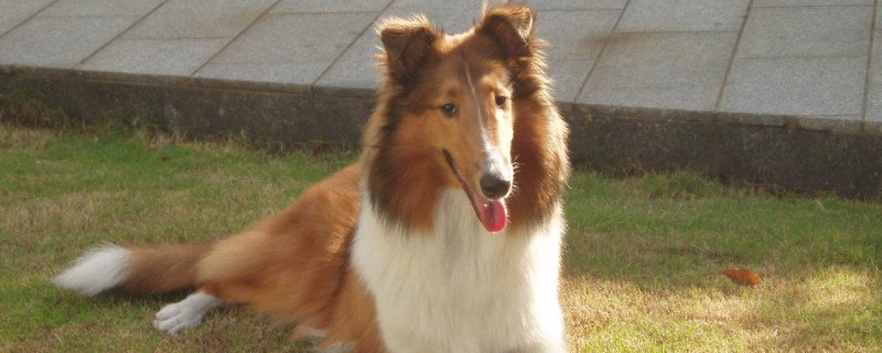 喜乐蒂牧羊犬和苏格兰牧羊犬的区别