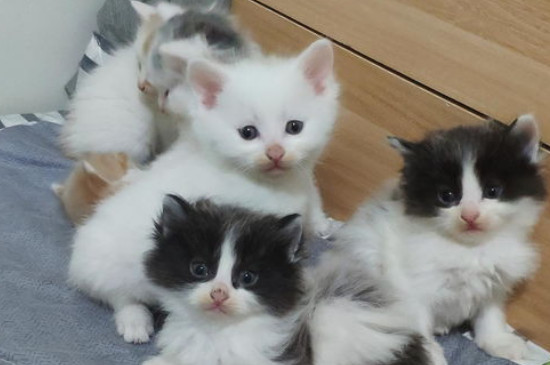 母猫换窝是不信任主人吗