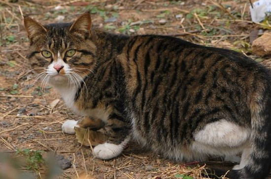猫咪几天不排便会死掉