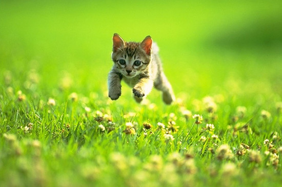 猫咪身体一抽一抽是怎么了