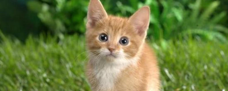 猫奶为什么挤不出来