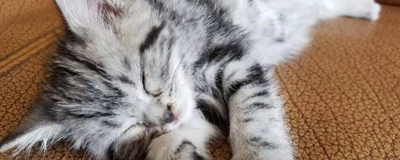 猫咪刚配完种呕吐正常吗