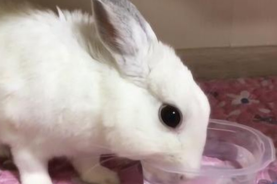 喂兔子注意事项