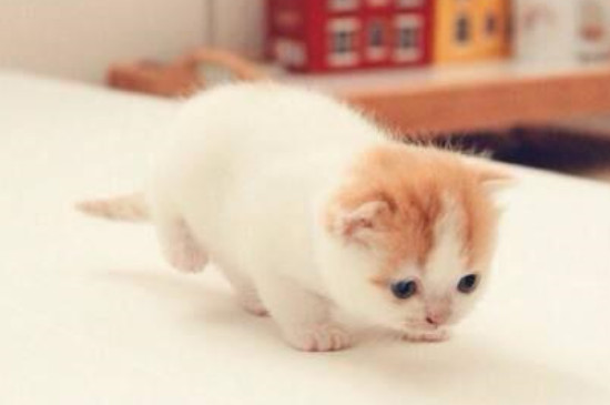 猫热了会吐舌头么