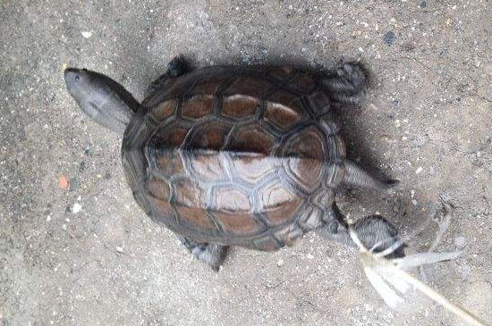 乌龟泡高锰酸钾会死吗