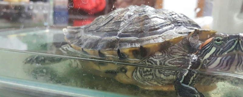 乌龟中暑了怎么办