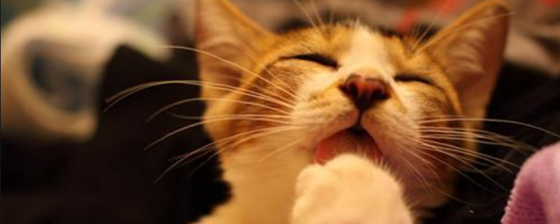 猫嗓子哑了是什么造成的