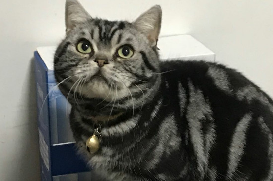 怎么防止猫开门就往外跑
