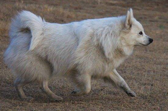 芬兰狐狸犬喜欢吃什么