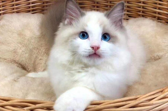 布偶猫能吃鸡蛋吗