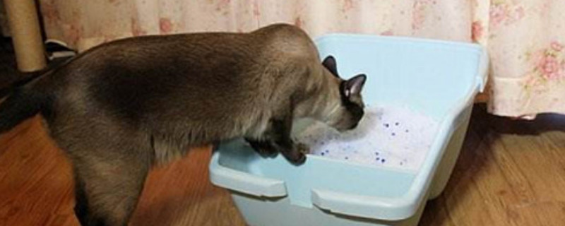 20天的小猫会自己排便吗