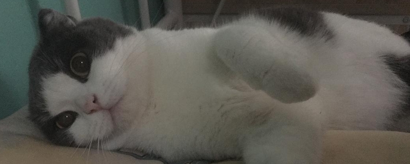 猫咪第一天到家晚上要关灯吗