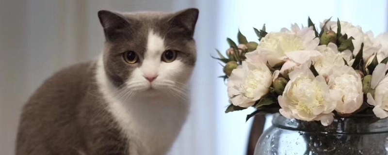 芍药猫可以接触吗