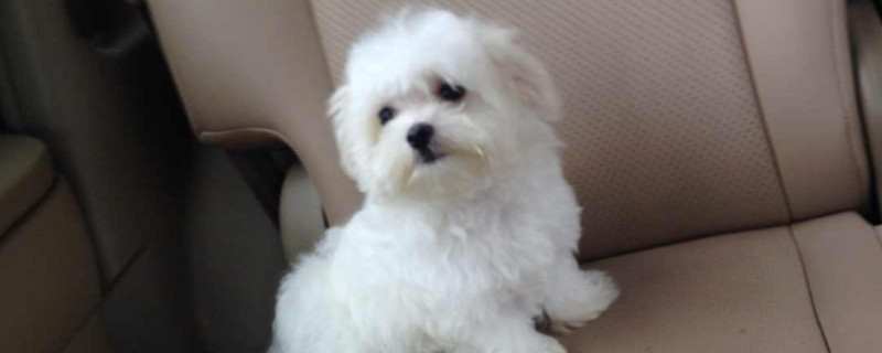 马尔济斯犬怎么挑
