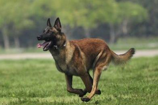 零下十度马犬能冻死吗