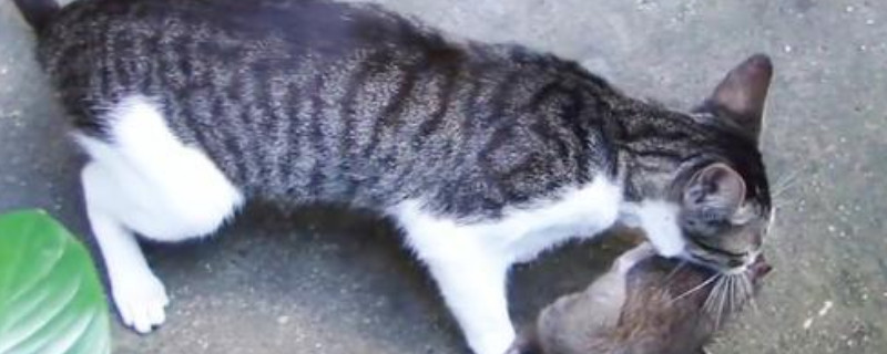 猫吃了死老鼠中毒了可以救吗