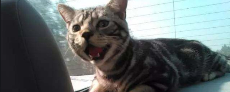 猫会晕车吗 什么症状