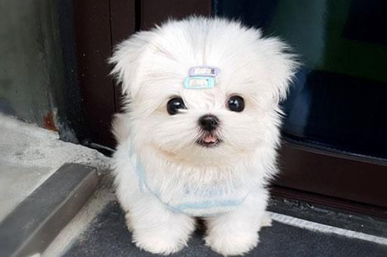 马尔济斯犬几岁 剪毛