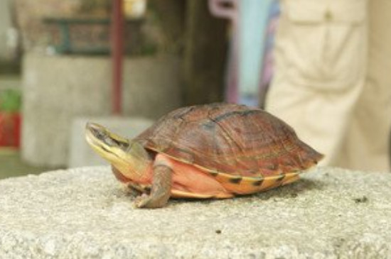 乌龟伸头张嘴是怎么了
