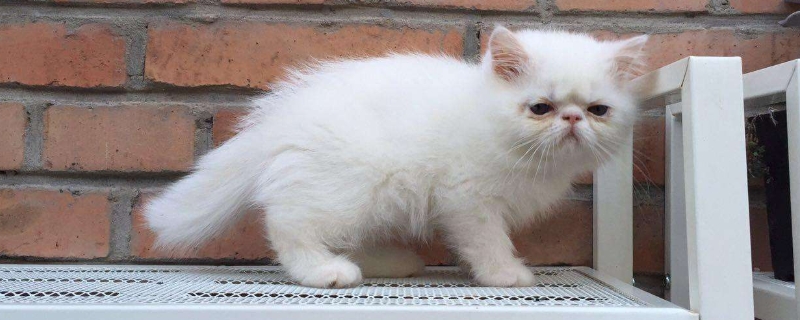 猫内脏摔伤有什么症状