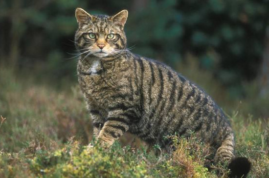 养野猫要注意什么