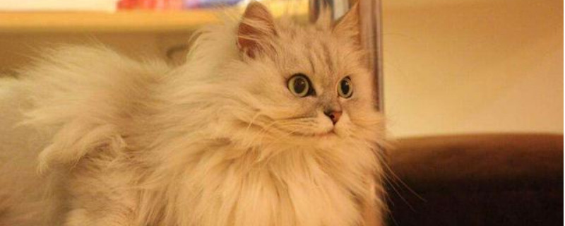 金吉拉和拿破仑猫的区别