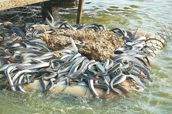 河鳗喜欢吃啥饵料