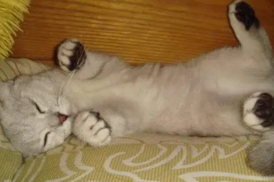 猫能吃杏吗