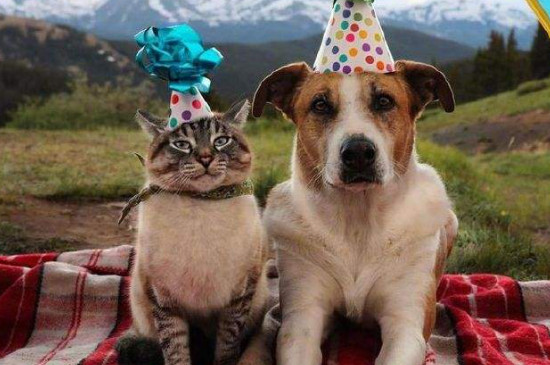 猫能活几年狗能活几年