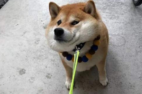 柴犬能吃螃蟹肉吗