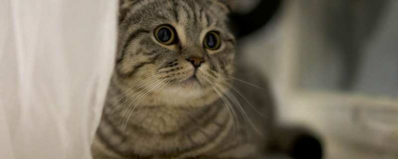 猫做完绝育手术几天可以摘脖圈