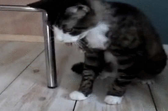 猫咪吃了苍蝇体内会长虫吗