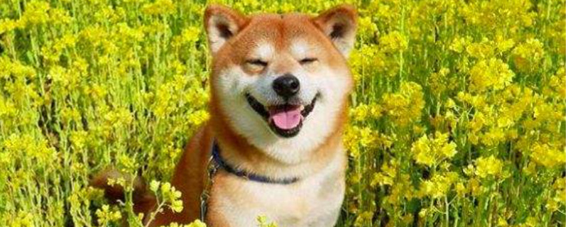 柴犬怎么训练大小便