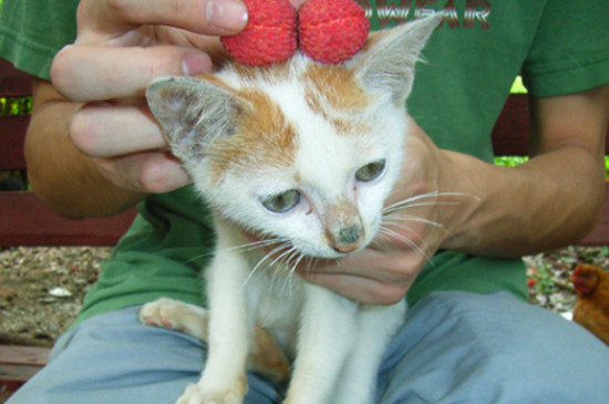 猫能吃荔枝吗