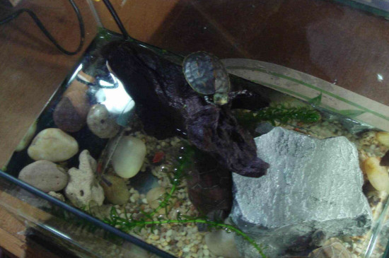 龟苗为什么不能用晒台