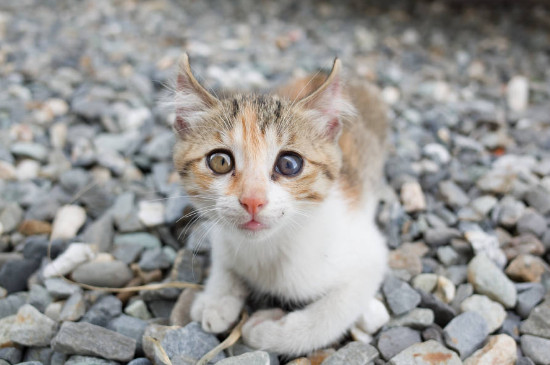 猫咪怎么区分公母