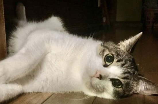 蜱虫的头在猫体内怎么办